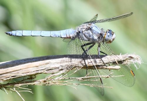 Réf. 259 146 : Orthetrum brunneum